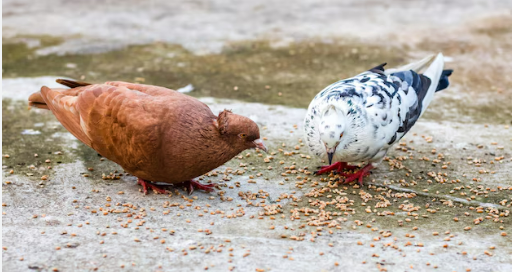 Country Hen - Image 3
