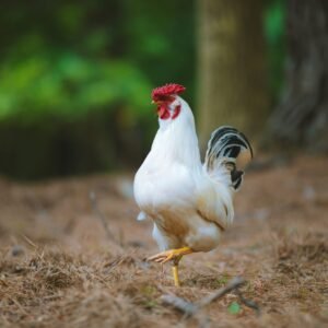 Country Hen