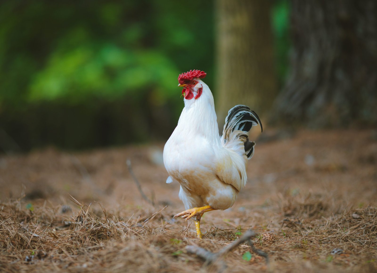 Country Hen