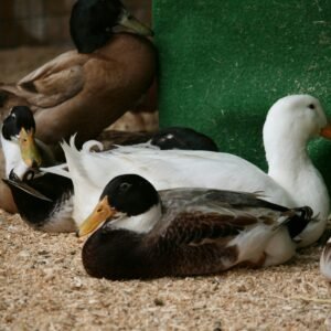 Ducks Rearing