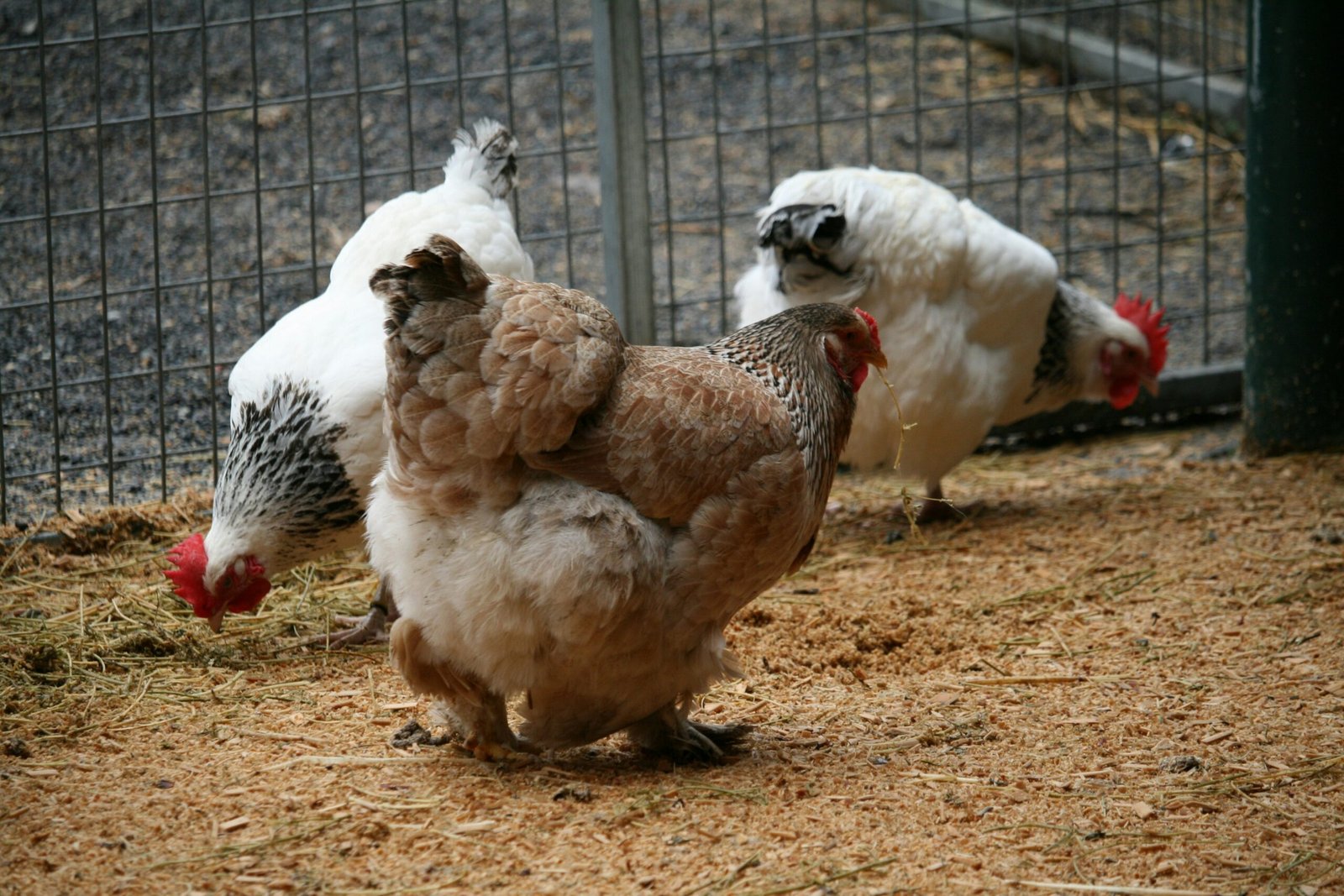 Country Hen - Image 2