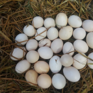 Country EGG
