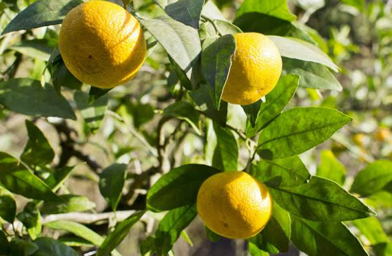 Lemon - Image 3